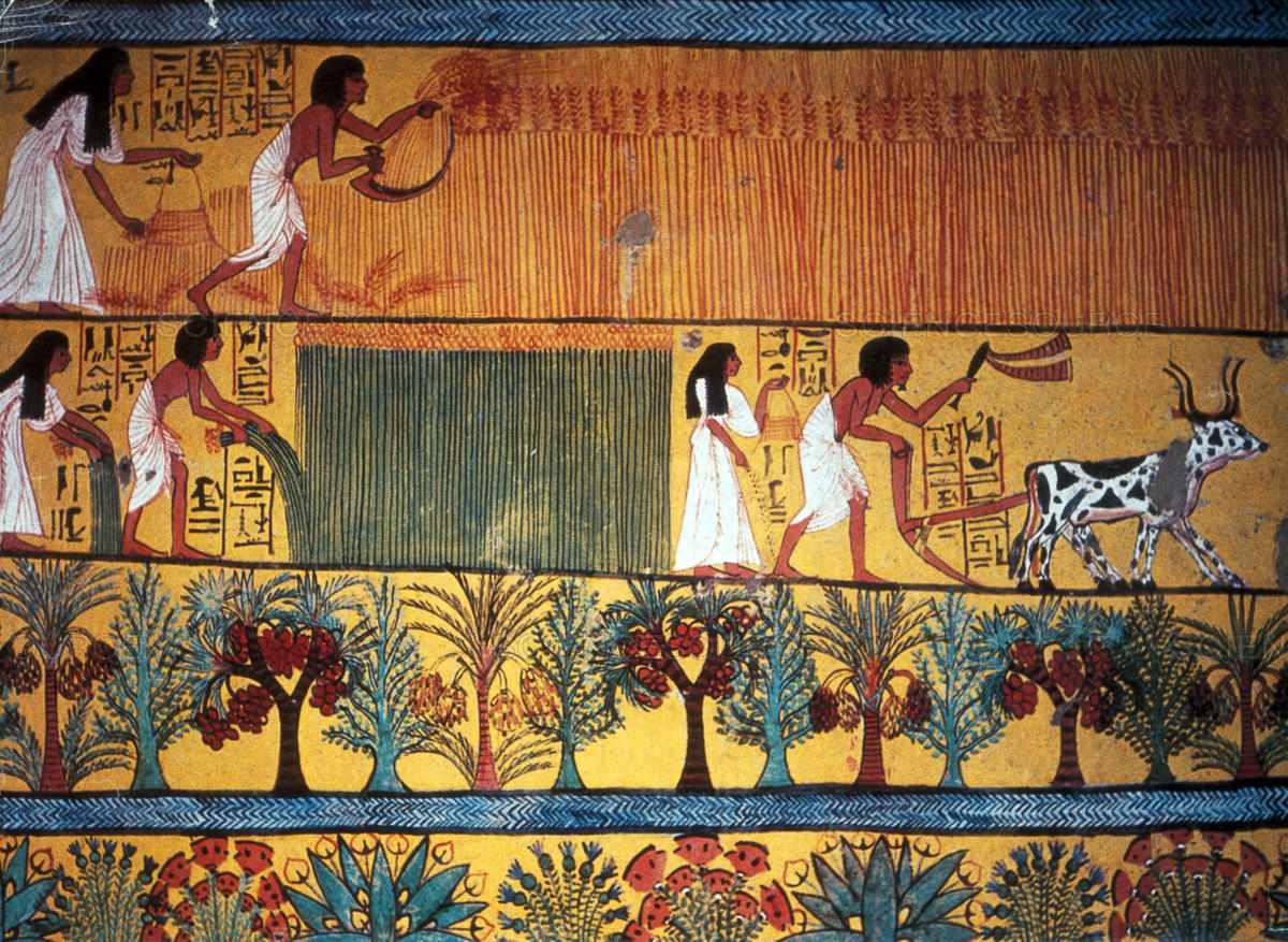 الكتان وبراعة المصري القديم